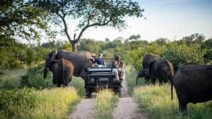 A game drive in Kruger National Park